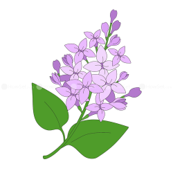 250x250 Lavender Drawing Png, Picture