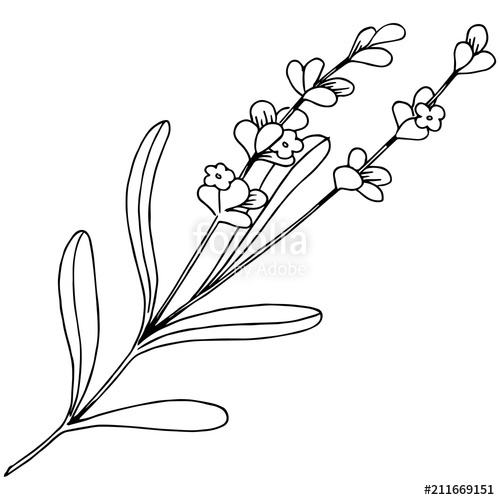 500x500 Lavender Flower In A Vector Style Isolated Full Name Of The Plant