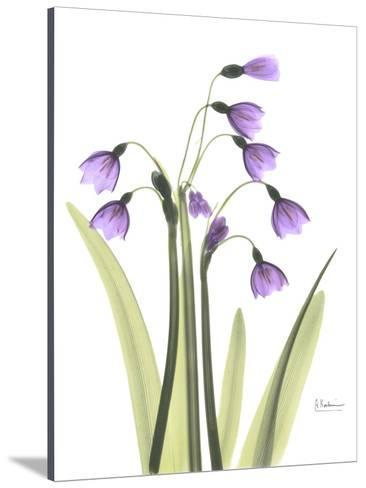 366x488 Snowdrop Lavender Photographic Print
