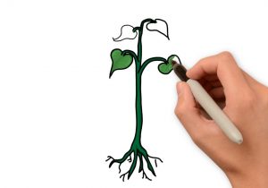 300x210 Steps To Plant Drawing Simple Lavender Drawing At Getdrawings