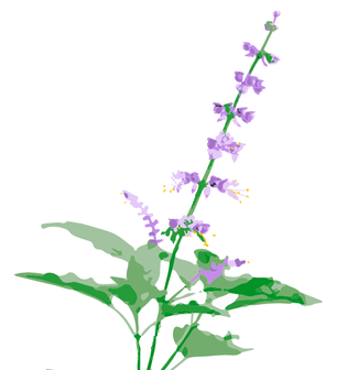 315x336 Tulsi Herbstalk's Plant Of The Year!