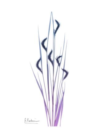 338x450 Wild Flower Art Print