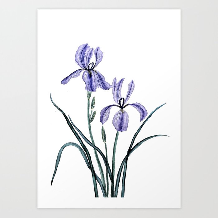 700x700 Vintage Purple Iris Watercolor Art Print