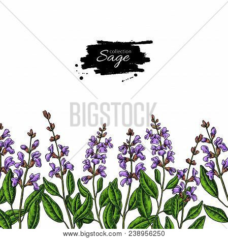 449x470 Sage Vector Drawing Border Isolated Plant With Flower