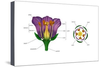 400x268 Diagram On Right Shows Arrangement Of Floral Parts In Cross