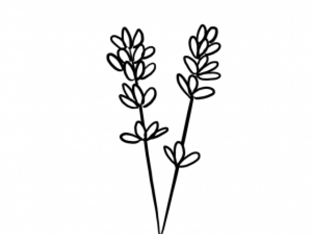 640x480 Drawn Lavender Line Drawing