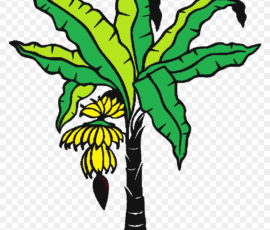 900x768 How To Draw Banana Tree Youtube Outstanding Drawing Pencil Images