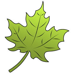 250x250 How To Draw A Leaf