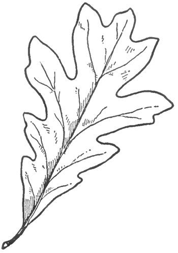 350x498 Learn How To Draw Oak Leaves With Easy Step
