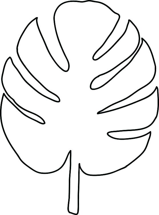 557x753 Collection Of 'maple Leaf Drawing Template' Download More Than