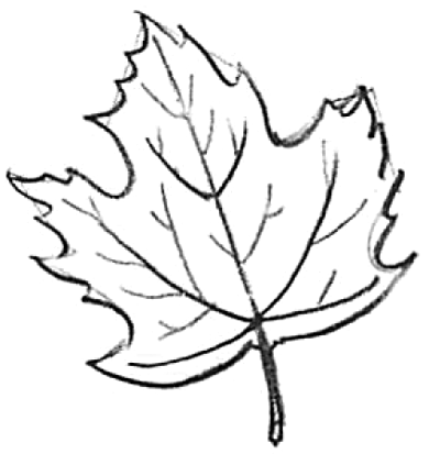 400x413 Huge Collection Of 'easy Leaf Drawing' Download More Than