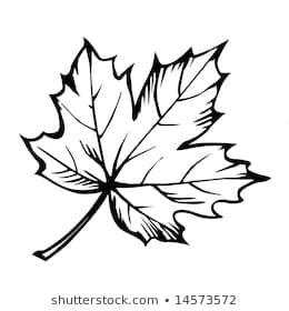 260x280 Huge Collection Of 'maple Leaf Line Drawing' Download More Than