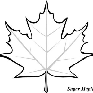 300x300 Maple Leaf Clipart Leaf Drawing