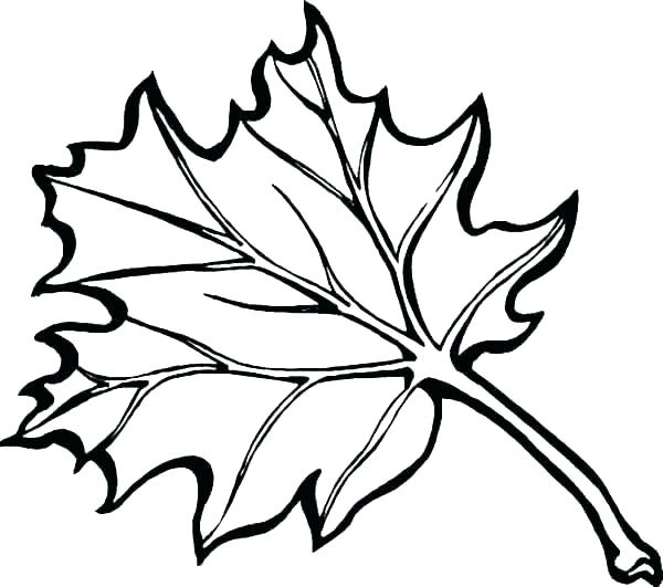 600x531 Autumn Leaf Drawing