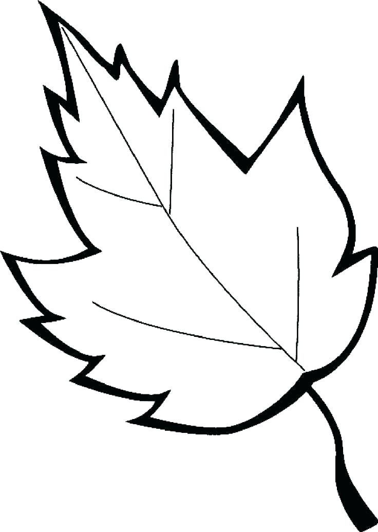 736x1036 Printable Pictures Of Leaves Printable Leaves Coloring Pages
