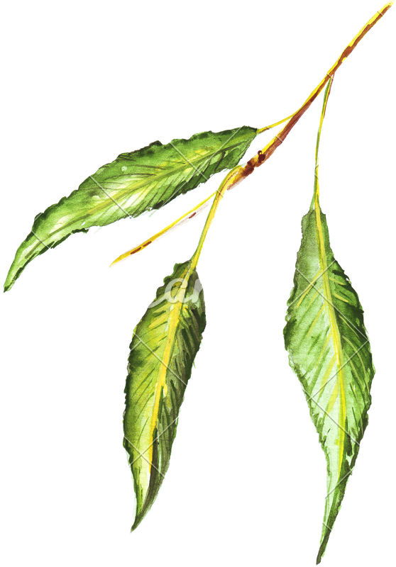 558x800 Collection Of Free Leaf Drawing Color Pencil Download On Ui Ex