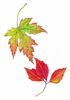 290x412 Colored Pencil Art With A Fall Leaf Theme High Quality Nature