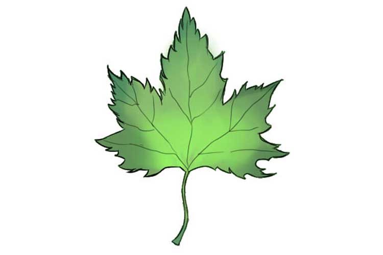 750x500 How To Draw Leaves Realistic, Easy, In Pencil On Maple And Other