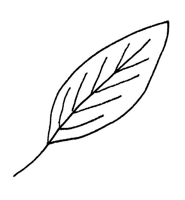 600x649 Leaf Drawing, Pencil, Sketch, Colorful, Realistic Art Images