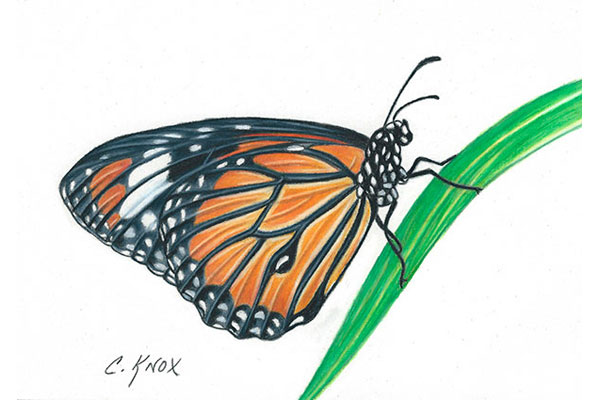 600x400 Nature In Colored Pencil Videos