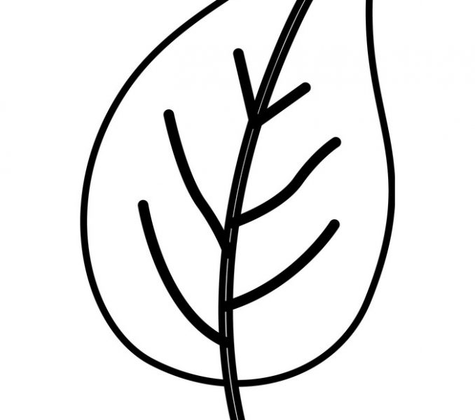 678x600 Simple Leaf Drawing Coloring Page