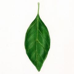 240x240 Leaf Drawing Color Pencil