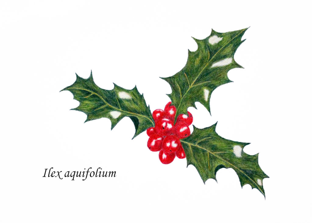 1024x731 Pencil Toria Clark