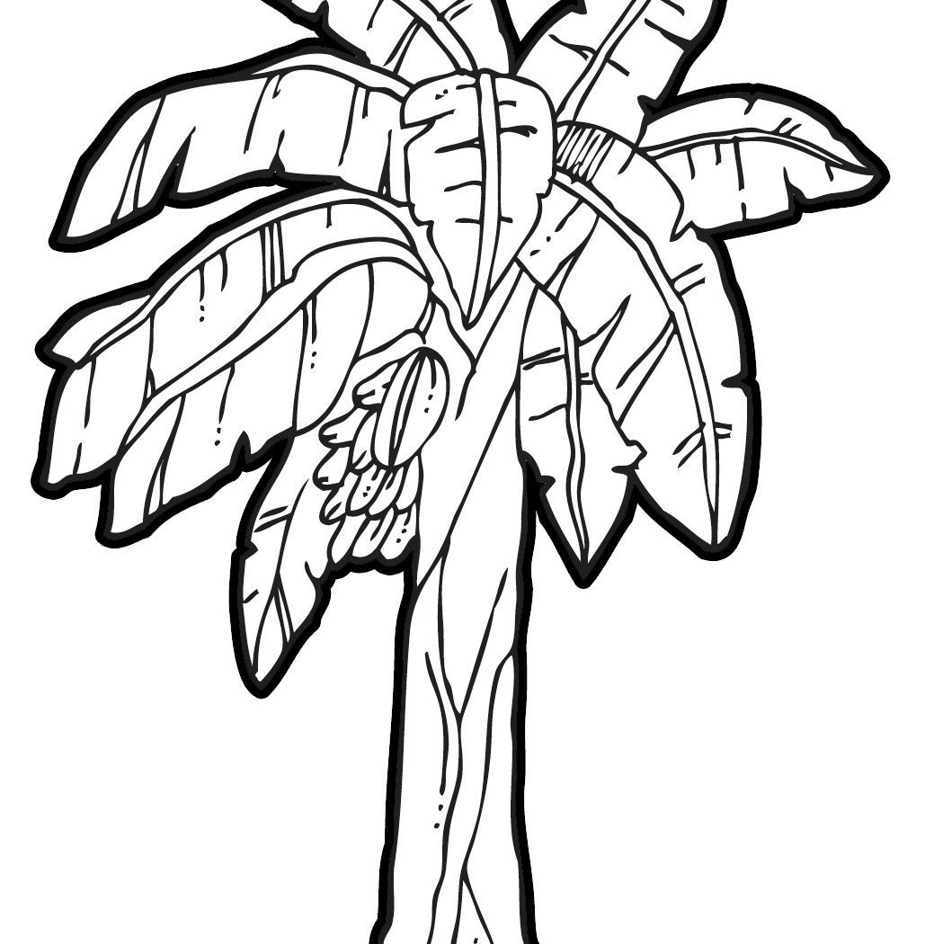 1029x1050 Banana Tree Drawing Step