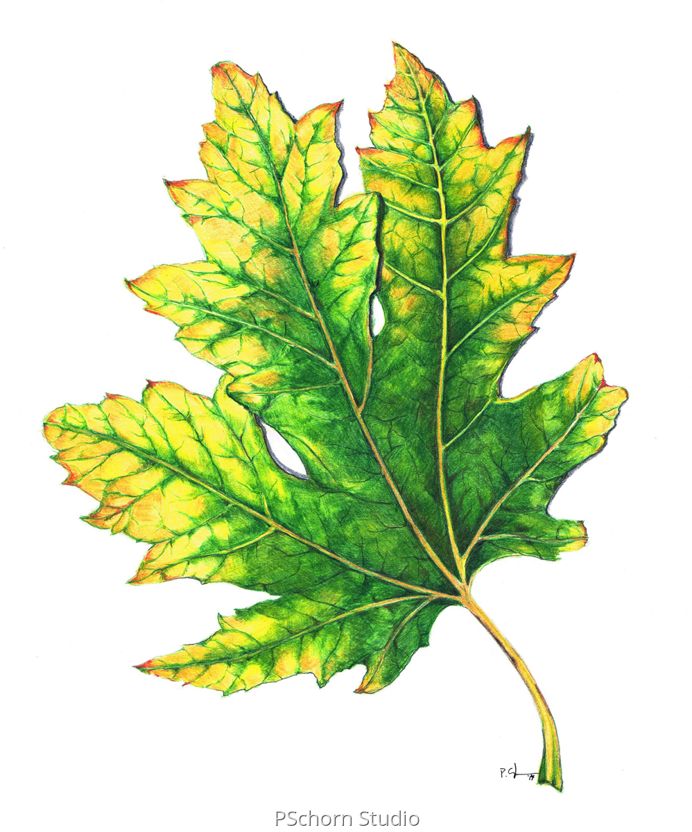 998x1200 Botanical Colored Pencil Drawings Leaf