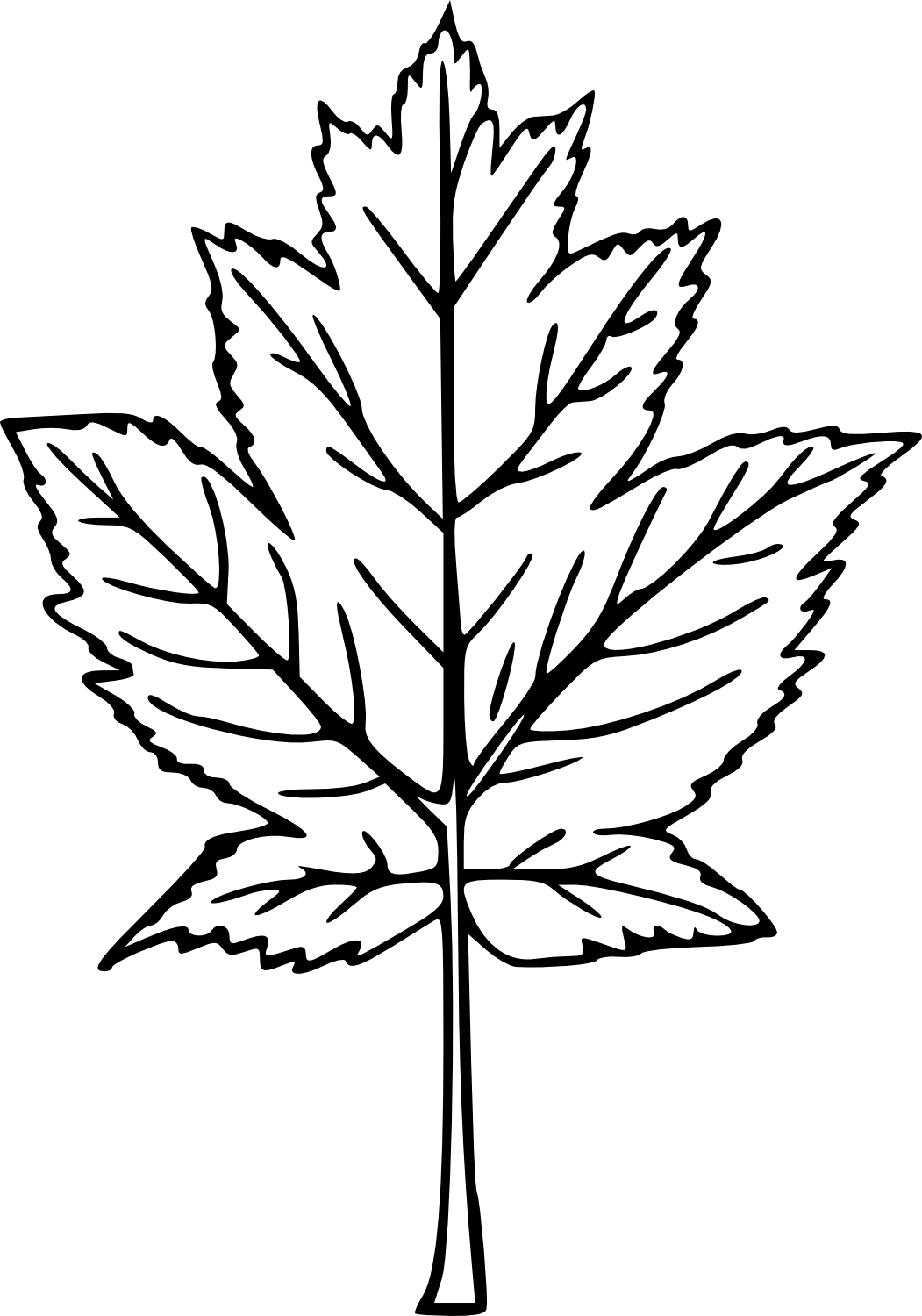 1051x1500 Drawn Maple Leaf Transparent