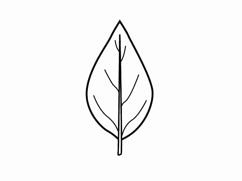 800x600 Leaf Template With Lines Fresh Leaf Line Drawing Clipart Best