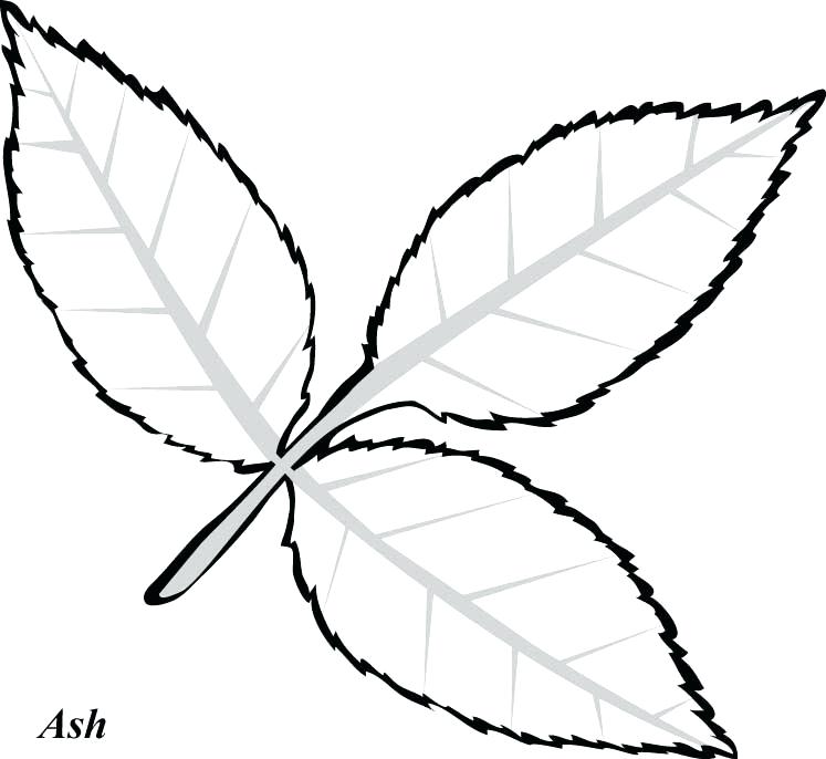 747x686 Drawing Of Leaf