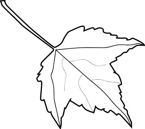 550x489 Autumn Leaf Outline Wiki Large Autumn Leaf Outline