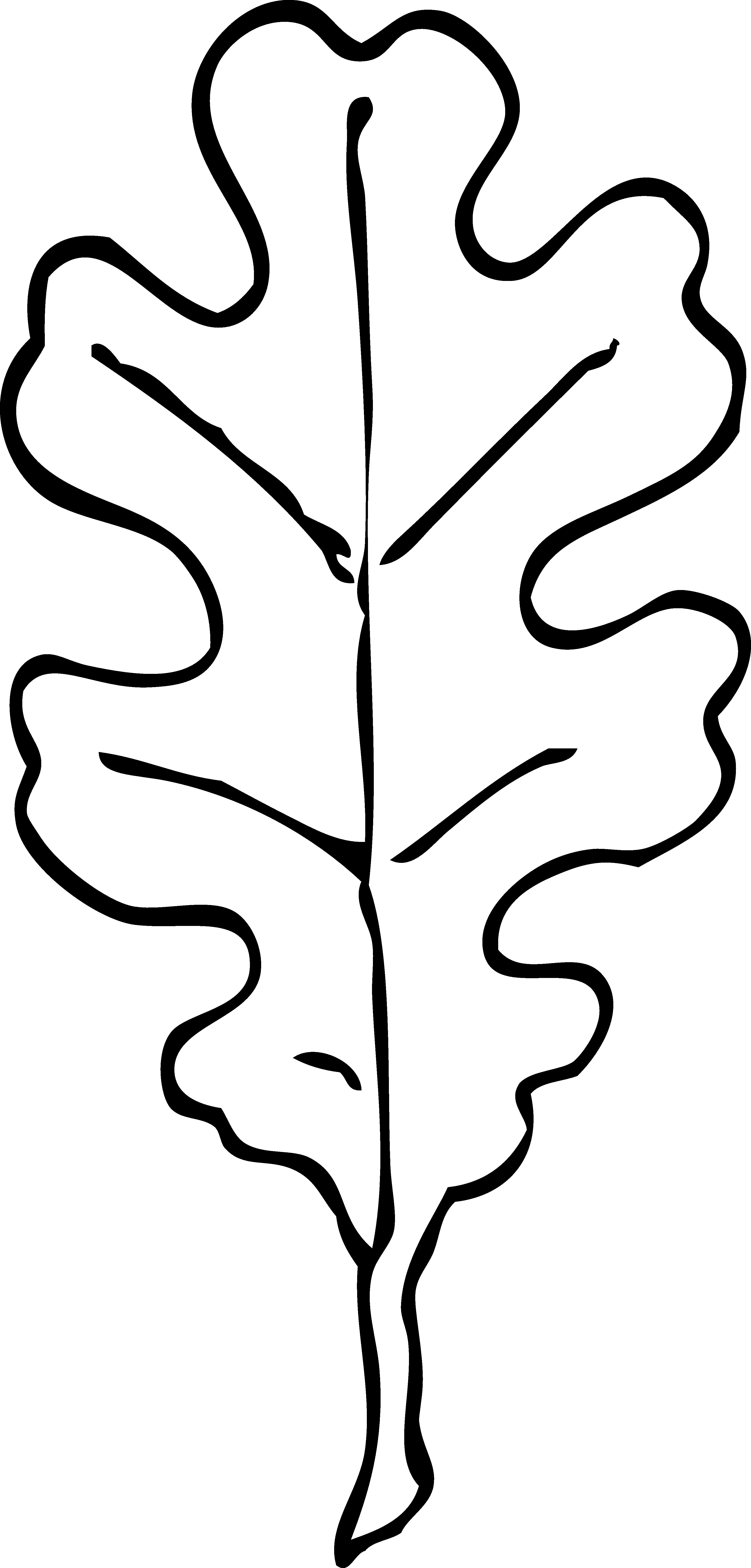 3333x6960 Oak Clipart Leaf Outline