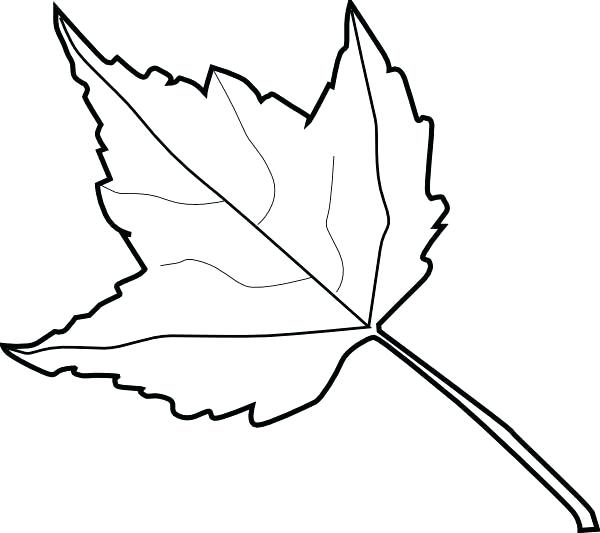 600x533 Outline Of A Leaf Free Mango Leaf Outline Images