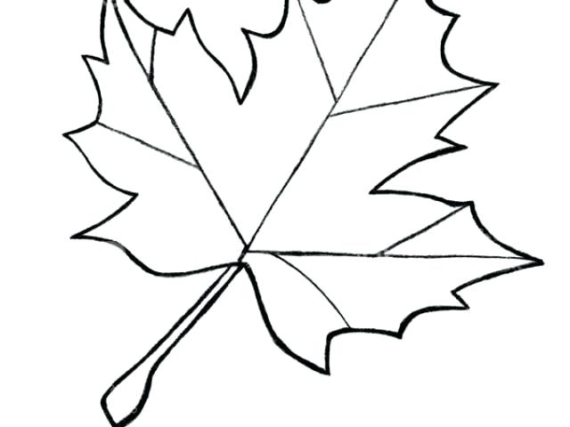 640x480 Outline Of A Maple Leaf Image Outline Of Maple Leaf Tattoo