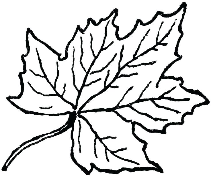 736x618 Remarkable Fall Leaf Outline How To Draw A Using Adobe Illustrator