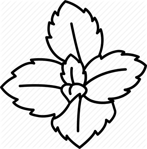 506x512 Drawing, Graphics, Leaf, Transparent Png Image Clipart Free Download