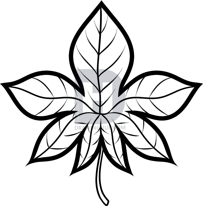 694x704 How To Draw An Autumn Leaf, Step