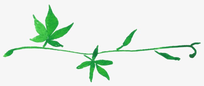 650x274 Green Vine Leaves, Vine Clipart, Drawing Plant, Greenery Png Image
