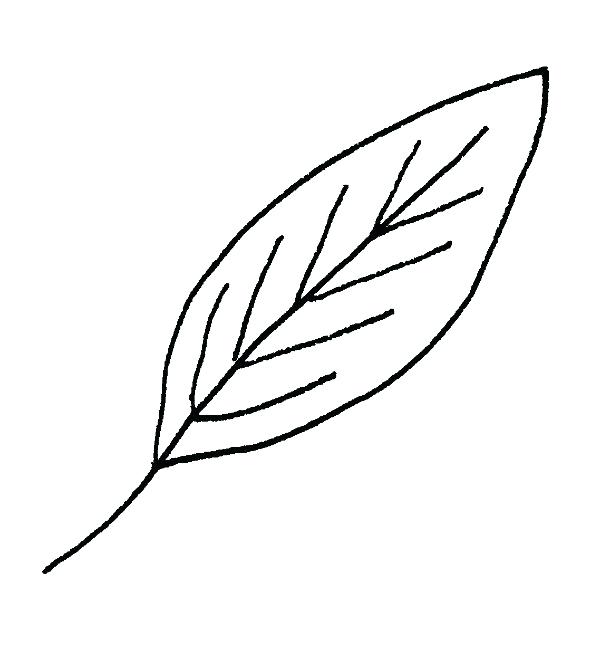 600x649 How To Draw Fall Leaves Leaf Drawing How To Draw Fall Leaves