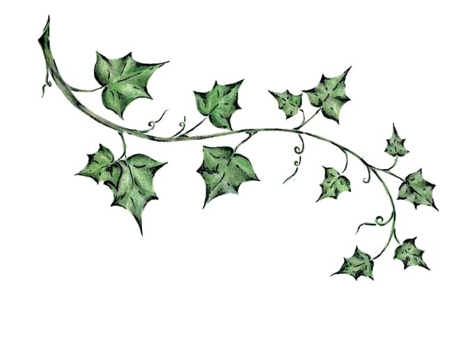 665x486 how to draw ivy leaves green ivy