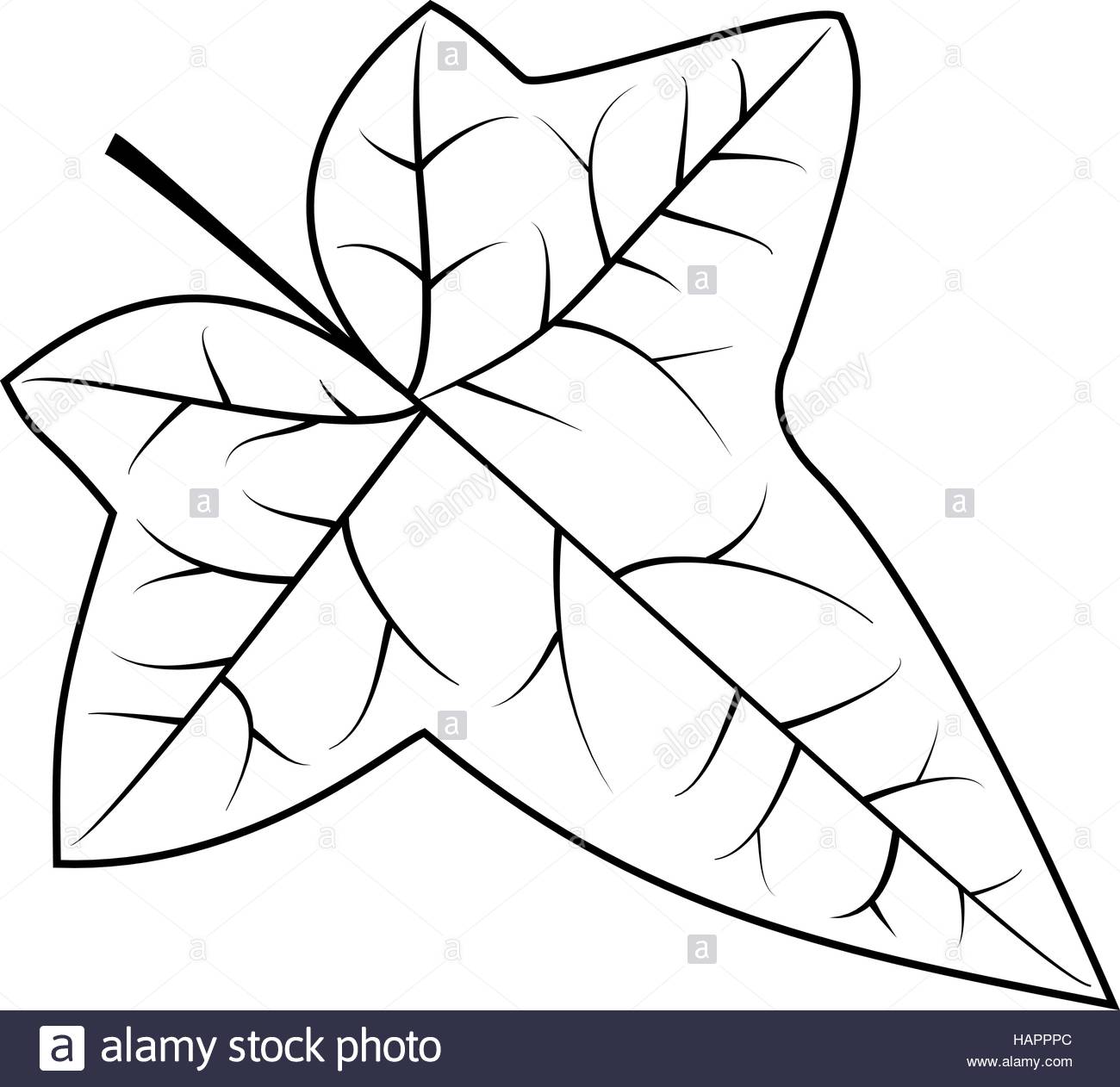 1300x1262 Huge Collection Of 'ivy Leaf Drawing' Download More Than