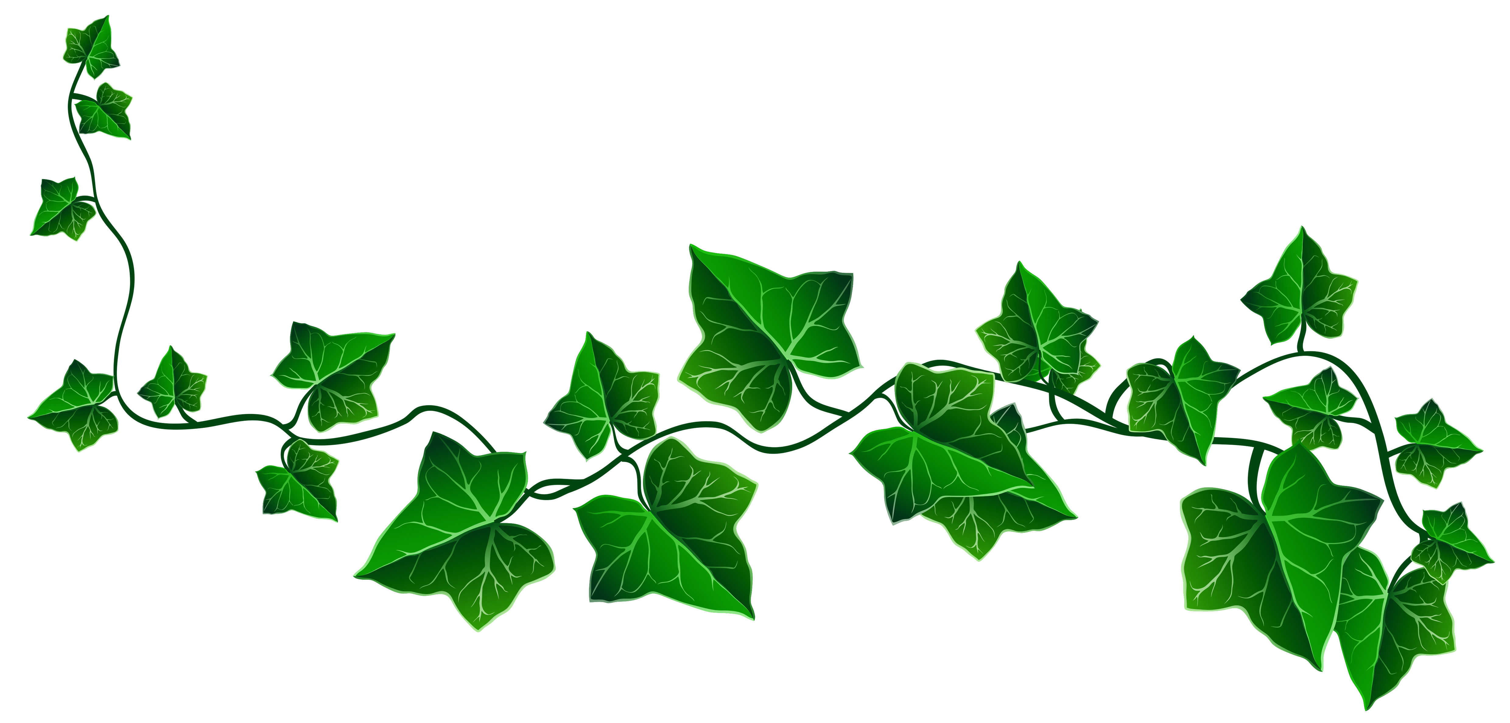 4960x2377 Cliparts For Free Download Horizontal Clipart Leaf Vine