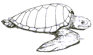 Leatherback Sea Turtle Drawing | Free download on ClipArtMag