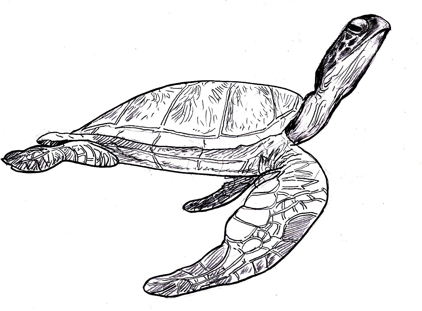 Leatherback Sea Turtle Drawing Free download on ClipArtMag