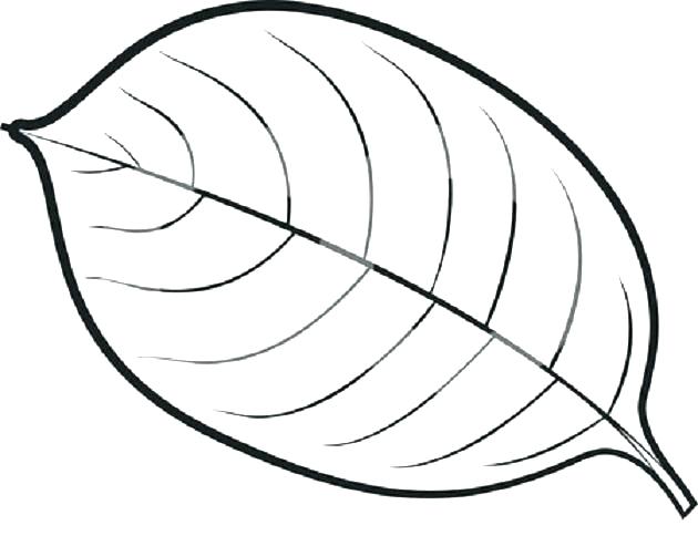 630x493 fall leaf drawing at com free for personal use pictures fall leaf