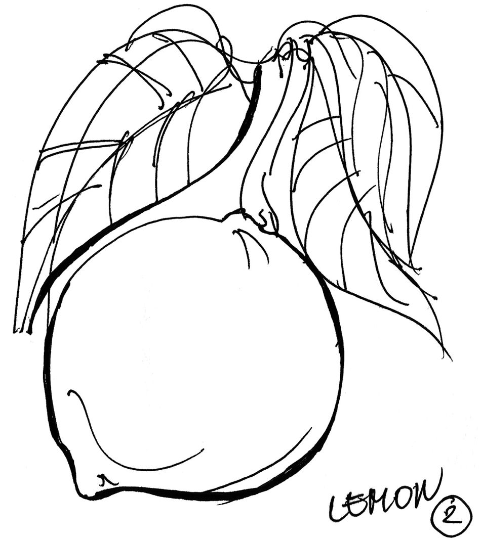 948x1068 handdrawn sketch of lemon with leaves for logotype, brand identity