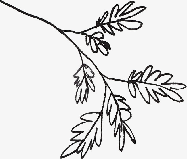 650x553 line drawing leaves, line clipart, black, line png image