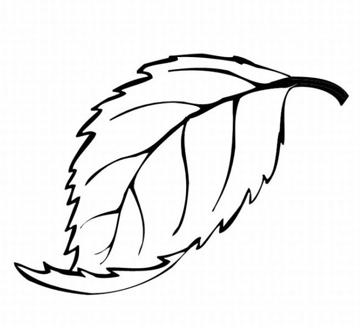700x636 Oak Drawing Pin Leaves
